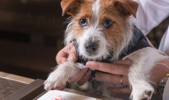 永遠の誓いを、家族みんなで。ペットウェディングという選択。